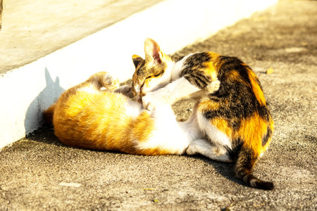 Kittens playing with each other helps develop speed and agility in movement.