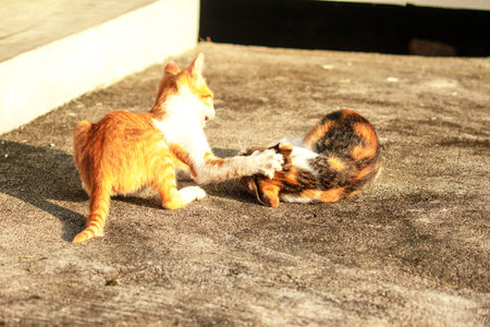 Kittens playing with each other helps develop speed and agility in movement.