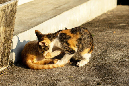 Kittens playing with each other helps develop speed and agility in movement.