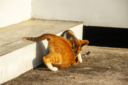 Kittens playing with each other helps develop speed and agility in movement.の写真素材