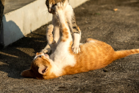 Kittens playing with each other helps develop speed and agility in movement.の写真素材
