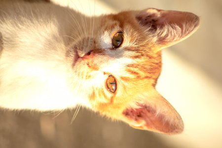 An orange cat gazing calmly indicates alertness and observation.の写真素材
