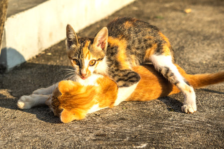 Kittens playing with each other helps develop speed and agility in movement.の写真素材