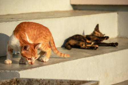 An orange kitten exploring reflects the extremely curious personality typical of orange cats.の写真素材