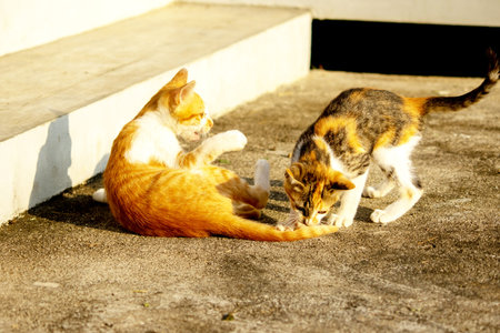 Kittens playing with each other helps develop speed and agility in movement.の写真素材
