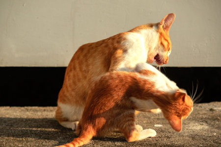 Kittens playing with each other helps develop speed and agility in movement.の写真素材