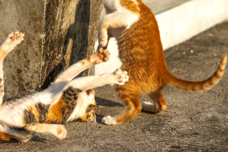 Kittens playing with each other helps develop speed and agility in movement.の写真素材