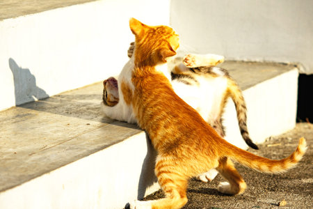 Kittens playing with each other helps develop speed and agility in movement.の写真素材