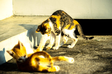 Kittens playing with each other helps develop speed and agility in movement.の写真素材