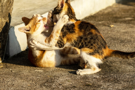 Kittens playing with each other helps develop speed and agility in movement.の写真素材