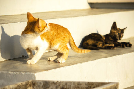 An orange kitten exploring reflects the extremely curious personality typical of orange cats.