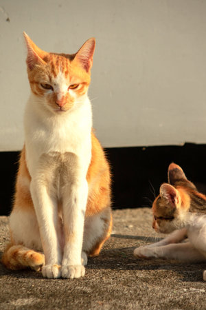 An orange cat gazing calmly indicates alertness and observation.の写真素材