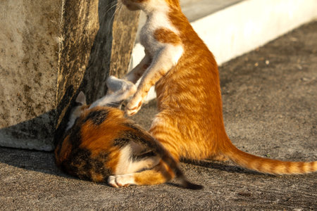 Kittens playing with each other helps develop speed and agility in movement.の写真素材