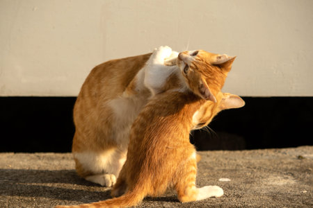 Kittens playing with each other helps develop speed and agility in movement.の写真素材