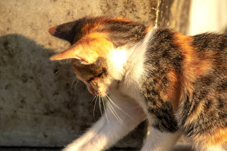 A calico cat is staring intently at something.の写真素材