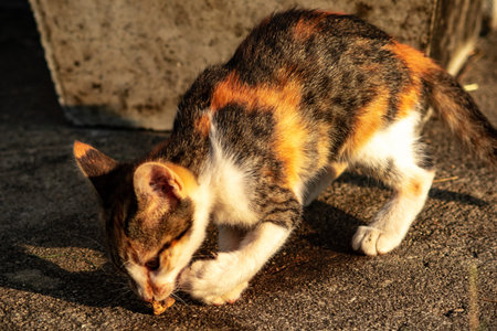 A calico cat is playing on the floor, a picture that reflects the cat's relaxation.の写真素材