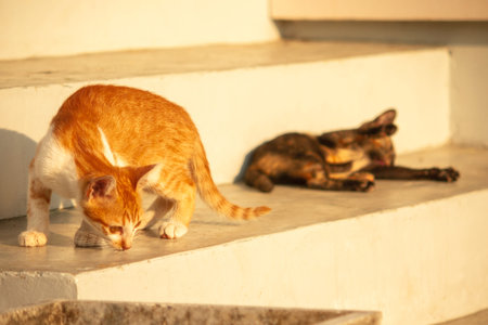 An orange kitten exploring reflects the extremely curious personality typical of orange cats.の写真素材