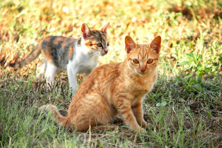 An orange cat gazing calmly indicates alertness and observation.の写真素材