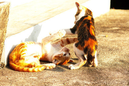 Kittens playing with each other helps develop speed and agility in movement.