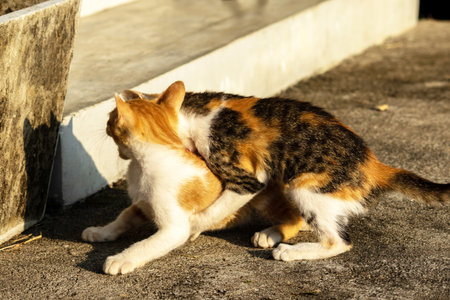 Kittens playing with each other helps develop speed and agility in movement.の写真素材