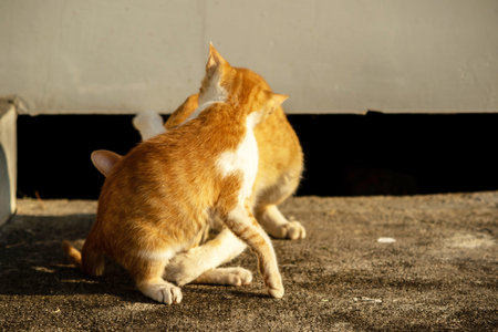 Kittens playing with each other helps develop speed and agility in movement.の写真素材