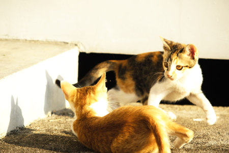 Kittens playing with each other helps develop speed and agility in movement.