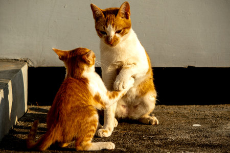 Kittens playing with each other helps develop speed and agility in movement.の写真素材