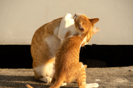 Kittens playing with each other helps develop speed and agility in movement.の写真素材