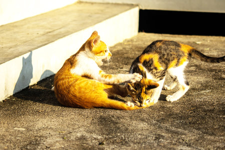 Kittens playing with each other helps develop speed and agility in movement.の写真素材
