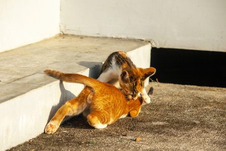 Kittens playing with each other helps develop speed and agility in movement.の写真素材