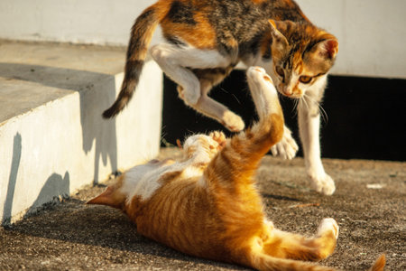 Kittens playing with each other helps develop speed and agility in movement.