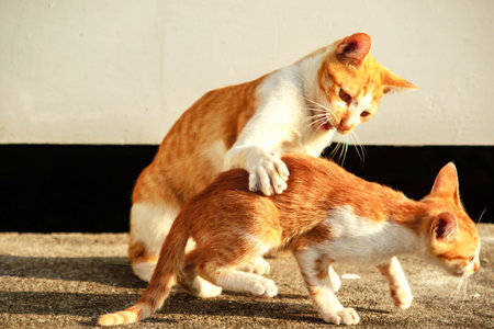 Kittens playing with each other helps develop speed and agility in movement.の写真素材