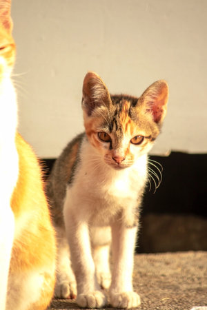 A calico cat is staring intently at something.の写真素材