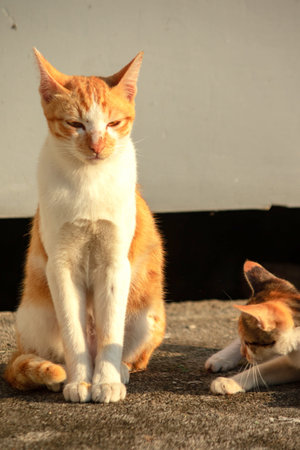 An orange cat gazing calmly indicates alertness and observation.