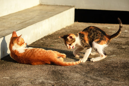 Kittens playing with each other helps develop speed and agility in movement.の写真素材