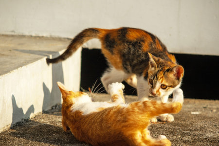 Kittens playing with each other helps develop speed and agility in movement.の写真素材
