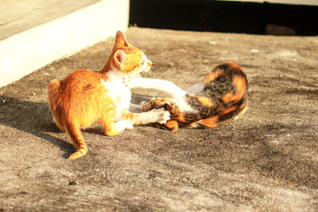 Kittens playing with each other helps develop speed and agility in movement.の写真素材