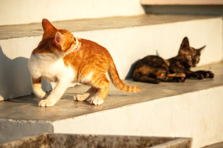An orange kitten exploring reflects the extremely curious personality typical of orange cats.の写真素材