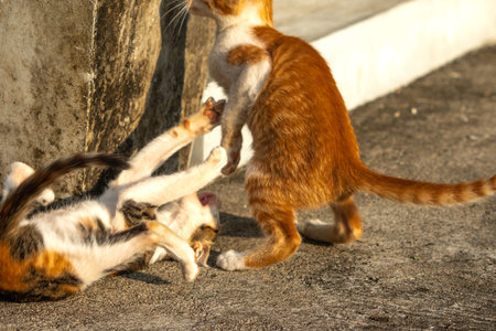 Kittens playing with each other helps develop speed and agility in movement.の写真素材