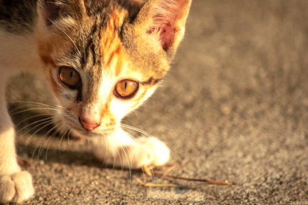 A calico cat is staring intently at something.の写真素材