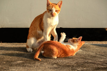 Kittens playing with each other helps develop speed and agility in movement.の写真素材