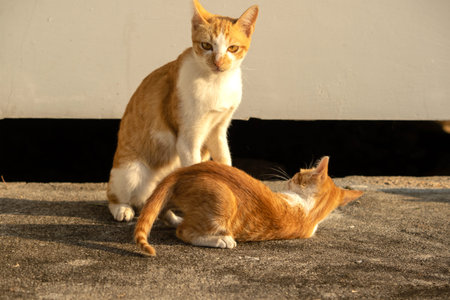 Kittens playing with each other helps develop speed and agility in movement.の写真素材