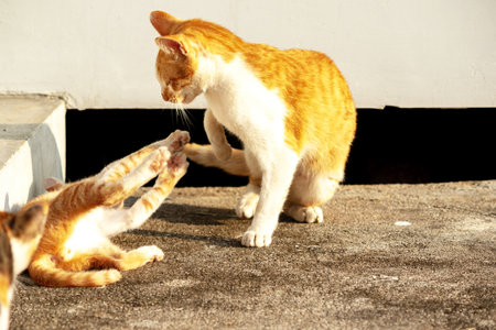 Kittens playing with each other helps develop speed and agility in movement.