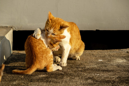 Kittens playing with each other helps develop speed and agility in movement.