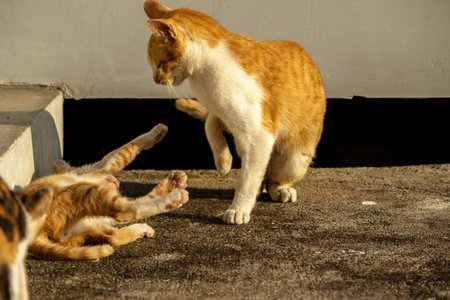 Kittens playing with each other helps develop speed and agility in movement.の写真素材