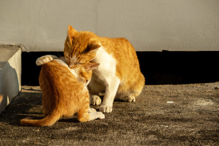 Kittens playing with each other helps develop speed and agility in movement.の写真素材