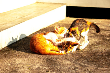 Kittens playing with each other helps develop speed and agility in movement.