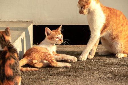 Kittens playing with each other helps develop speed and agility in movement.の写真素材