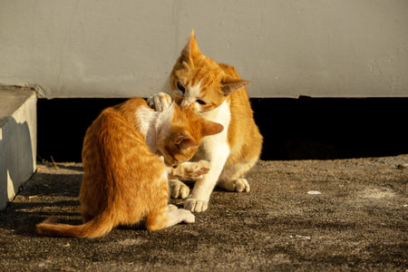 Kittens playing with each other helps develop speed and agility in movement.の写真素材