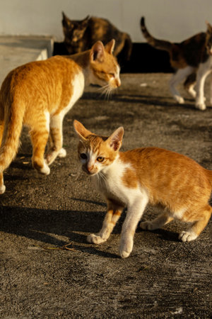 Kittens playing with each other helps develop speed and agility in movement.の写真素材